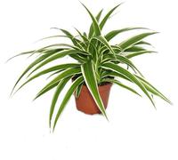 Chlorophytum - Lys Vert - Train nuptial - Pot de 9cm - Plante d'intérieur