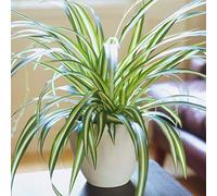 Chlorophytum Variegatum de Qualité Supérieure | Plante Araignée au Feuillage Persistant en Pot