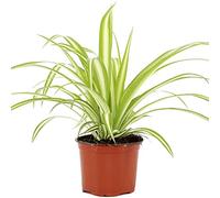 Chlorophytum Variegatum Phalangère pour la Maison ou le Bureau (de 20 à30 cm pot inclus)
