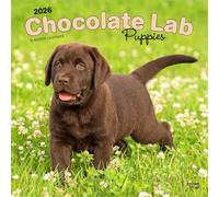 Chocolate Labrador Retriever Puppies - Braune Labrador Retriever Welpen 2026 - 16-Monatskalender: Original BrownTrout-Kalender [Mehrsprachig] [Kalender]