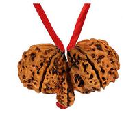 Choisissez votre Rudraksha népalais naturel certifié 1 à 13 Mukhi Ganesh Gauri Shankar Simple avec fil rouge Shiva Astrologie Bijoux pour homme et femme, Bois, Pas de gemme