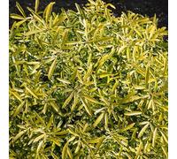 Choisya Aztec Gold - Oranger du Mexique, plante prête pour le jardin