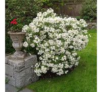 Choisya Aztec Pearl - Un arbuste à feuilles persistantes pour le jardin