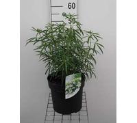 Choisya hybr. 'Aztec Pearl' - Fleur d'oranger 40- 50 cm conteneur