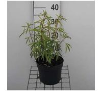 Choisya hybr. 'Aztec Pearl' - Orangenblume 25- 30 cm Conteneur