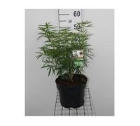 Choisya hybr. 'Aztec Pearl' - Oranger Du Mexique 30- 40 cm en pot