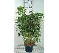 Choisya hybr. 'Aztec Pearl' - Oranger Du Mexique 60-80 cm en pot