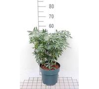 Choisya tern. 'Greenfingers'® - Orangenblume 40-50 cm Conteneur