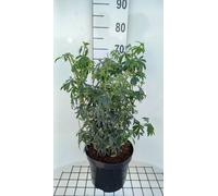 Choisya tern. greenfingers'® - Orangenblume 40- 60 cm Conteneur