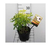 Choisya tern. 'Lich'® ('sundance'®/'brica') - Oranger Du Mexique 25-30 cm en pot