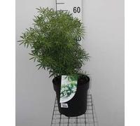 Choisya tern. 'White Dazzler'® - Fleur d'oranger 40- 50 cm Conteneur