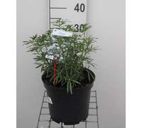 Choisya tern. 'White Dazzler'® - Orangenblume 30- 40 cm Conteneur