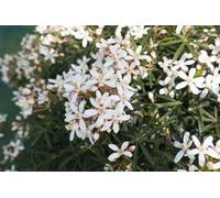 Choisya tern. 'White Dazzler'® - Oranger Du Mexique 60-80 cm en pot