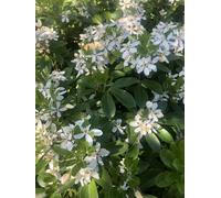 Choisya Ternata - Fleur d'oranger 25-30 cm Conteneur