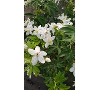 Choisya ternata GREENFINGERS® 'Lissfing' / Oranger du Mexique/Conteneur de 3 à 4 litres
