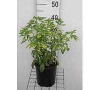 Choisya ternata - Oranger Du Mexique 25-30 cm en pot