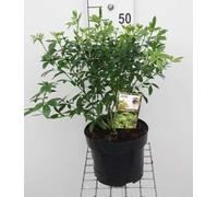 Choisya ternata - Oranger Du Mexique 40-50 cm en pot