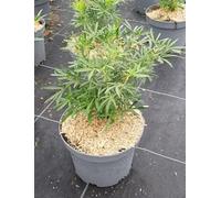 Choisya ternata SCENTED GEM® 'Lissbrid' / Oranger du Mexique/Conteneur de 3 à 4 litres
