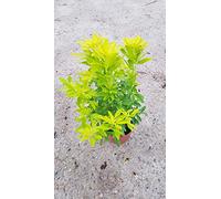 Choisya ternata 'Sundance' / Oranger du Mexique jaune/Conteneur de 3 à 4 litres
