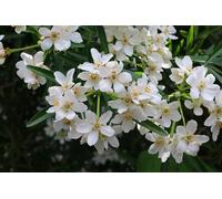 Choisya ternata White Dazzler 30-40 cm - Fleur d'oranger, petit arbuste à feuilles persistantes, idéal pour jardin, balcon & terrasse