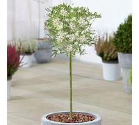 Choisya White Dazzler - Oranger du Mexique persistant | Sublimez votre jardin avec cet arbre de patio Choisya sur tige, au feuillage brillant et aux fleurs parfumées spectaculaires