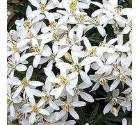 Choisya White Dazzler, oranger mexicain, arbuste persistant robuste en pot pour l'extérieur.