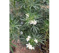 Choisya x dewitteana 'White Dazzler' / Oranger du Mexique nain/Conteneur de 3 à 4 litres