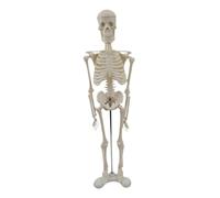 Chosertory Modèle Du Corps Humain : Outil de Démonstration En Biologie Humaine, Modèle de Squelette Professionnel, Support Pédagogique pour L’enseignement Des Or