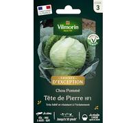 VILMORIN-Graines de choux cabus tête de pierre HF1 Vilmorin - graines à semer