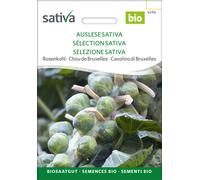 Chou de Bruxelles Bio "Sélection Sativa" - 1 sachet