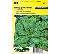 Chou frisé Vert demi-nain - Les variétes de choux