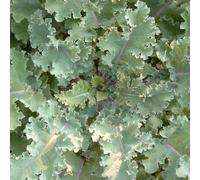 Chou mollier (Brassica oleracea),