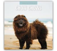 Chow Chows 2026 Square Wall Calendar