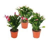 Christmas Cactus - Schlumbergera - Set of 3 plants