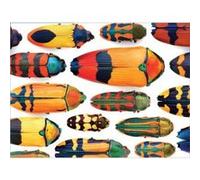 CHRISTOPHER MARLEY: BEAUTIFUL BEETLES G