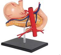 CHROX Modèle D'anatomie De L'estomac Humain, Système Digestif 4D, Amovible, pour Études Médicales, Outils Pédagogiques Et Modèles Médicaux