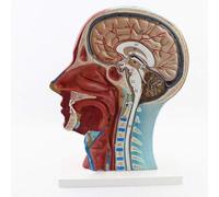 CHROX Modèle D'anatomie Humaine en PVC, Modèle D'anatomie De La Tête avec Tissu Neurovasculaire Et Identification Numérique pour La Recherche Scientifique, L'apprentissage Et l'enseignement