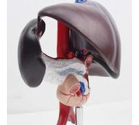 CHROX Modèle de Simulation de pancréas et de duodénum Humains, modèle d'anatomie médicale en PVC, Taille réelle, pour l'enseignement et l'étude de l'anatomie.