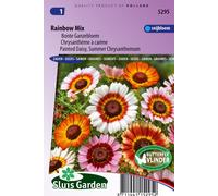 Chrysanthème à quille Rainbow Mix - Graines Annuelle - Environ 0,7 g | SG5295
