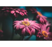 Chrysanthèmes Roses - Puzzle en Bois de 2000 pièces, Loisir créatif, Cadeau d'amitié, décoration pour Les fêtes, 14 Ans et Plus