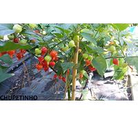 Chupentinho brasil-20 Semi-Rare ! 5-8 graines d'une variété de Piment-!!!