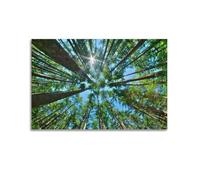 CHxdxge Sunlight Shining through Through Pin Tree Canopy Forest Paysage Poster Impressions sur toile, Art mural pour le salon, impressions, décoration d'intérieur moderne 20 x 30 pouces (50 x 75 cm)