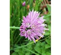 Ciboulette (Allium schoenoprasum) env. 1000 semences