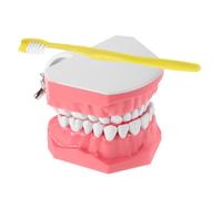 Ciieeo 1 Ensemble Modèle Pédagogique de Brossage avec Brosse à Dents Outil Enseignement Réaliste pour Écoles pour Éduquer Garçon Fille Propreté Bucco