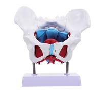 Ciieeo 1 Pièce Modèle Pelvien Éducatif Enseignement Humain Modèle De Bassin Pour Squelettique Modèle Pédagogique Apprentissage Modèle Féminin Modèle Anatomique Du Bassin Pvc