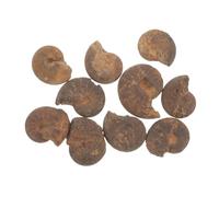 Ciieeo 10 pièces Lot de Modèles Ammonite Naturels Ornements Éducatifs Spécimens Décoratifs pour Étude Paléontologique et Géologique