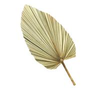 Ciieeo 1pc Décoration Murale de Feuille de Palmier Séchée Naturelle en Bois Léger pour Mariage et Activités à Thème Hawaïen Effet Visuel Relaxant et Usage Longue Durée