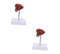 Ciieeo 2 Pièces Anatomique de Vessie Humaine Outil Pédagogique pour Enseignement des Sciences Matériel Éducatif pour Étudiants Enseignants