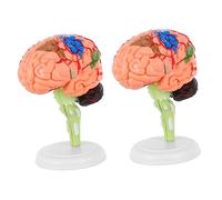 Ciieeo 2 Pièces Anatomique Du Éducatif Démontable pour Enseignement les Études Anatomiques