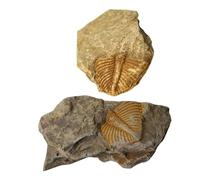 Ciieeo 2 pièces Fossile Trilobite Décoration Bureau Modèle Simulation Matériel Pédagogique Enseignement Archéologie Collection